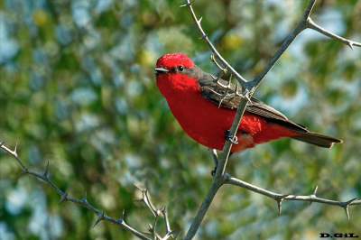 CHURRINCHE (Pyrocephalus rubinus) - La Coronilla - ROCHA (Setiembre 2015)